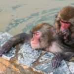 「人の悪口は、言わない」国民・原口一博 国対委員長のお言葉が見つかる